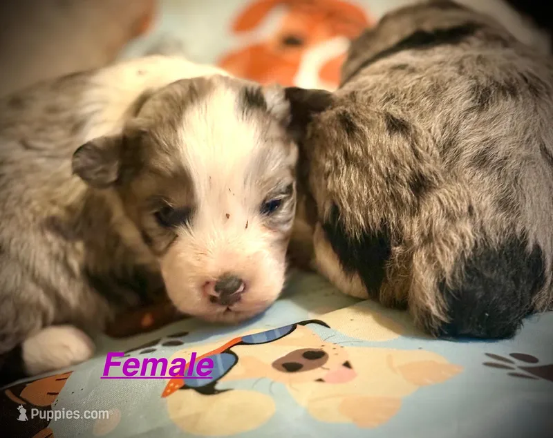 Female Merle Mini – Miniature Aussiedoodle puppy for sale in Woodruff, SC