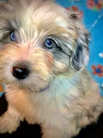 Female Merle Mini, a female Miniature Aussiedoodle for sale in Woodruff, SC – Photo 3 of 6