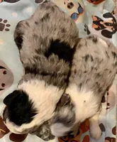 Female Merle Mini, a female Miniature Aussiedoodle for sale in Woodruff, SC – Photo 8 of 8