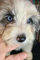 Female Merle Mini, a female Miniature Aussiedoodle for sale in Woodruff, SC – Photo 6 of 6