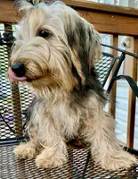 Hamish Yorkie CKC, a male Yorkshire Terrier for sale in Woodruff, SC – Photo 6 of 8