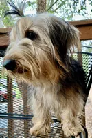 Hamish Yorkie CKC, a male Yorkshire Terrier for sale in Woodruff, SC – Photo 7 of 8