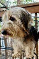 Hamish Yorkie CKC, a male Yorkshire Terrier for sale in Woodruff, SC – Photo 5 of 8