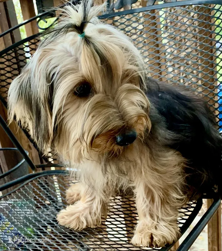Hamish Yorkie CKC – Yorkshire Terrier puppy for sale in Woodruff, SC