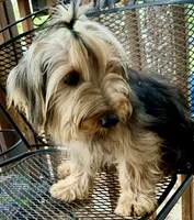 Hamish Yorkie CKC, a male Yorkshire Terrier for sale in Woodruff, SC – Photo 1 of 8