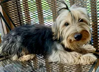 Hamish Yorkie CKC, a male Yorkshire Terrier for sale in Woodruff, SC – Photo 2 of 8