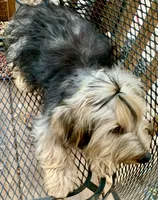 Hamish Yorkie CKC, a male Yorkshire Terrier for sale in Woodruff, SC – Photo 3 of 8