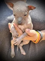Sambuca Mini-Inter, a male Xoloitzcuintli for sale in Woodruff, SC – Photo 2 of 8