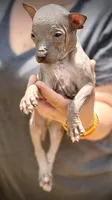 Sambuca Mini-Inter, a male Xoloitzcuintli for sale in Woodruff, SC – Photo 1 of 8