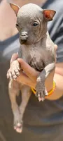 Sambuca Mini-Inter, a male Xoloitzcuintli for sale in Woodruff, SC – Photo 3 of 8