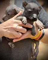 Sambuca Mini-Inter, a male Xoloitzcuintli for sale in Woodruff, SC – Photo 8 of 8