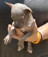 Sambuca Mini-Inter, a male Xoloitzcuintli for sale in Woodruff, SC – Photo 4 of 8