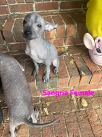 Sangria Mini/interm Xolo, a female Xoloitzcuintli for sale in Woodruff, SC – 6 of 10