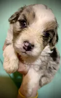 Merle Tan Points Mini female Aussiepoo, a female Miniature Aussiedoodle for sale in Woodruff, SC – Photo 9 of 10