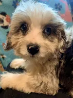 Merle Tan Points Mini female Aussiepoo, a female Miniature Aussiedoodle for sale in Woodruff, SC – Photo 5 of 7