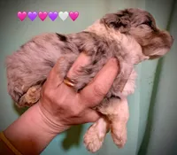 Merle Tan Points Mini female Aussiepoo, a female Miniature Aussiedoodle for sale in Woodruff, SC – Photo 7 of 10