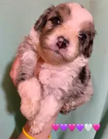 Merle Tan Points Mini female Aussiepoo, a female Miniature Aussiedoodle for sale in Woodruff, SC – Photo 2 of 10
