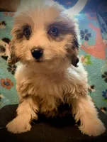 Merle Tan Points Mini female Aussiepoo, a female Miniature Aussiedoodle for sale in Woodruff, SC – Photo 4 of 7