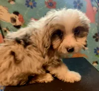 Merle Tan Points Mini female Aussiepoo, a female Miniature Aussiedoodle for sale in Woodruff, SC – Photo 3 of 7