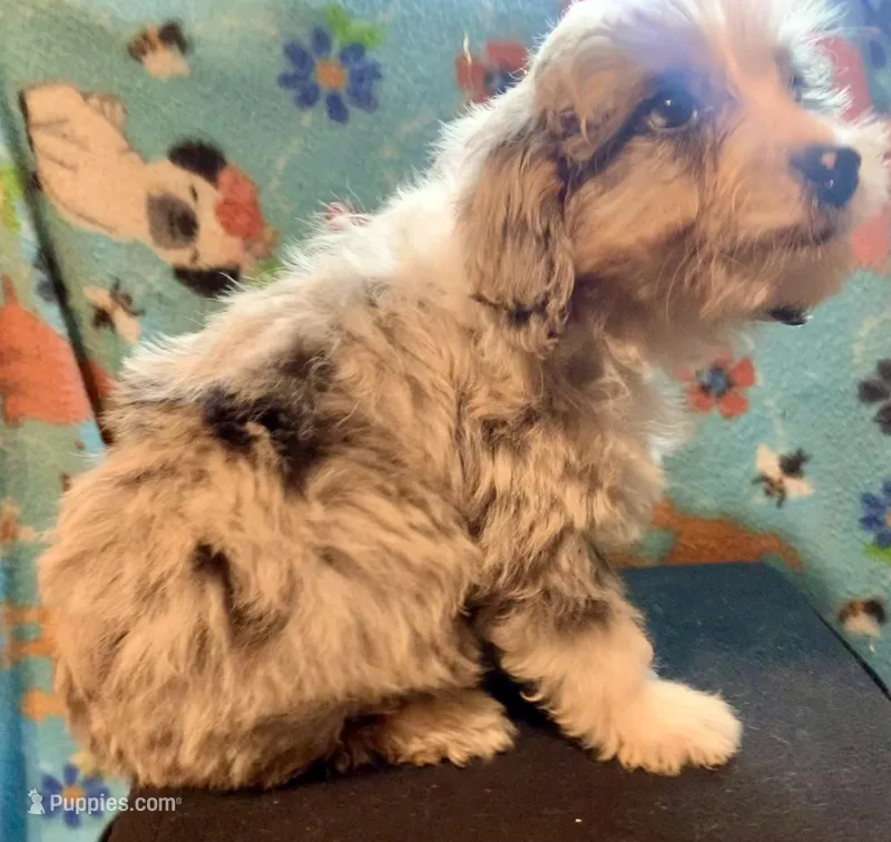 Merle Tan Points Mini female Aussiepoo – Miniature Aussiedoodle puppy for sale in Woodruff, SC