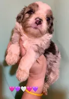 Merle Tan Points Mini female Aussiepoo, a female Miniature Aussiedoodle for sale in Woodruff, SC – Photo 6 of 10