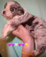 Merle Tan Points Mini female Aussiepoo, a female Miniature Aussiedoodle for sale in Woodruff, SC – Photo 4 of 10