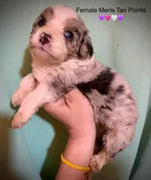 Merle Tan Points Mini female Aussiepoo, a female Miniature Aussiedoodle for sale in Woodruff, SC – Photo 8 of 10