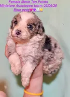 Merle Tan Points Mini female Aussiepoo, a female Miniature Aussiedoodle for sale in Woodruff, SC – Photo 1 of 10