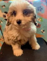 Merle Tan Points Mini female Aussiepoo, a female Miniature Aussiedoodle for sale in Woodruff, SC – Photo 2 of 7