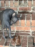 Sangria Mini/interm Xolo, a female Xoloitzcuintli for sale in Woodruff, SC – 10 of 10