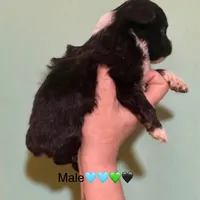 Male Tri Mini Aussiepoo, a male Miniature Aussiedoodle for sale in Woodruff, SC – Photo 3 of 9