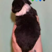 Male Tri Mini Aussiepoo, a male Miniature Aussiedoodle for sale in Woodruff, SC – Photo 2 of 9