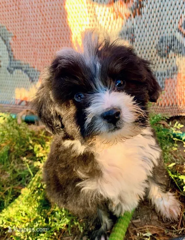 Male Tri Mini Aussiepoo – Miniature Aussiedoodle puppy for sale in Woodruff, SC