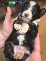 Male Tri Mini Aussiepoo, a male Miniature Aussiedoodle for sale in Woodruff, SC – Photo 7 of 9