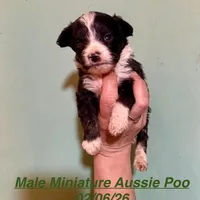Male Tri Mini Aussiepoo, a male Miniature Aussiedoodle for sale in Woodruff, SC – Photo 6 of 9