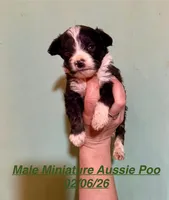 Male Tri Mini Aussiepoo, a male Miniature Aussiedoodle for sale in Woodruff, SC – Photo 6 of 9
