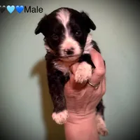 Male Tri Mini Aussiepoo, a male Miniature Aussiedoodle for sale in Woodruff, SC – Photo 5 of 9