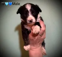 Male Tri Mini Aussiepoo, a male Miniature Aussiedoodle for sale in Woodruff, SC – Photo 5 of 9