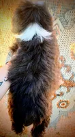Male Tri Mini Aussiepoo, a male Miniature Aussiedoodle for sale in Woodruff, SC – 6 of 9