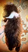Male Tri Mini Aussiepoo, a male Miniature Aussiedoodle for sale in Woodruff, SC – 5 of 9