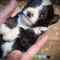 Male Tri Mini Aussiepoo, a male Miniature Aussiedoodle for sale in Woodruff, SC – Photo 9 of 9