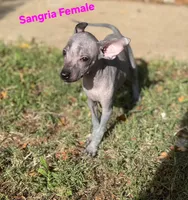 Sangria Mini/interm Xolo, a female Xoloitzcuintli for sale in Woodruff, SC – 4 of 10