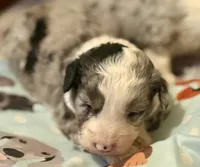 Louie, a male Miniature Aussiedoodle for sale in Woodruff, SC – Photo 7 of 10