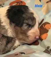 Louie, a male Miniature Aussiedoodle for sale in Woodruff, SC – Photo 2 of 10