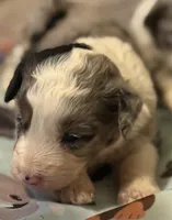 Louie, a male Miniature Aussiedoodle for sale in Woodruff, SC – Photo 3 of 10