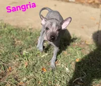 Sangria Mini/interm Xolo, a female Xoloitzcuintli for sale in Woodruff, SC – 2 of 10