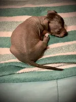 Diego Xolo , a male Xoloitzcuintli for sale in Woodruff, SC – Photo 10 of 10