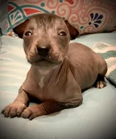 Diego Xolo , a male Xoloitzcuintli for sale in Woodruff, SC – Photo 4 of 10