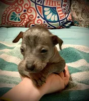 Diego Xolo , a male Xoloitzcuintli for sale in Woodruff, SC – Photo 6 of 10
