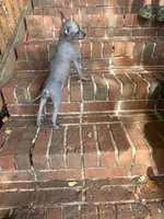 Sangria Mini/interm Xolo, a female Xoloitzcuintli for sale in Woodruff, SC – 8 of 10